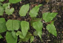 Japanese knotweed ruling could have implications for landowners japanese knotweed