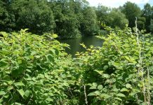 Invasive Weed Control Group shares decades of experience with new video Invasive Weed Control Group shares decades of experience with new video