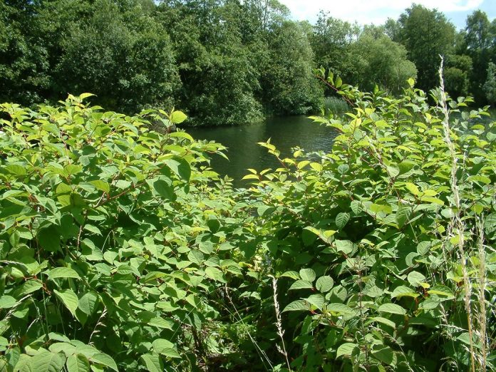 Invasive Weed Control Group shares decades of experience with new video