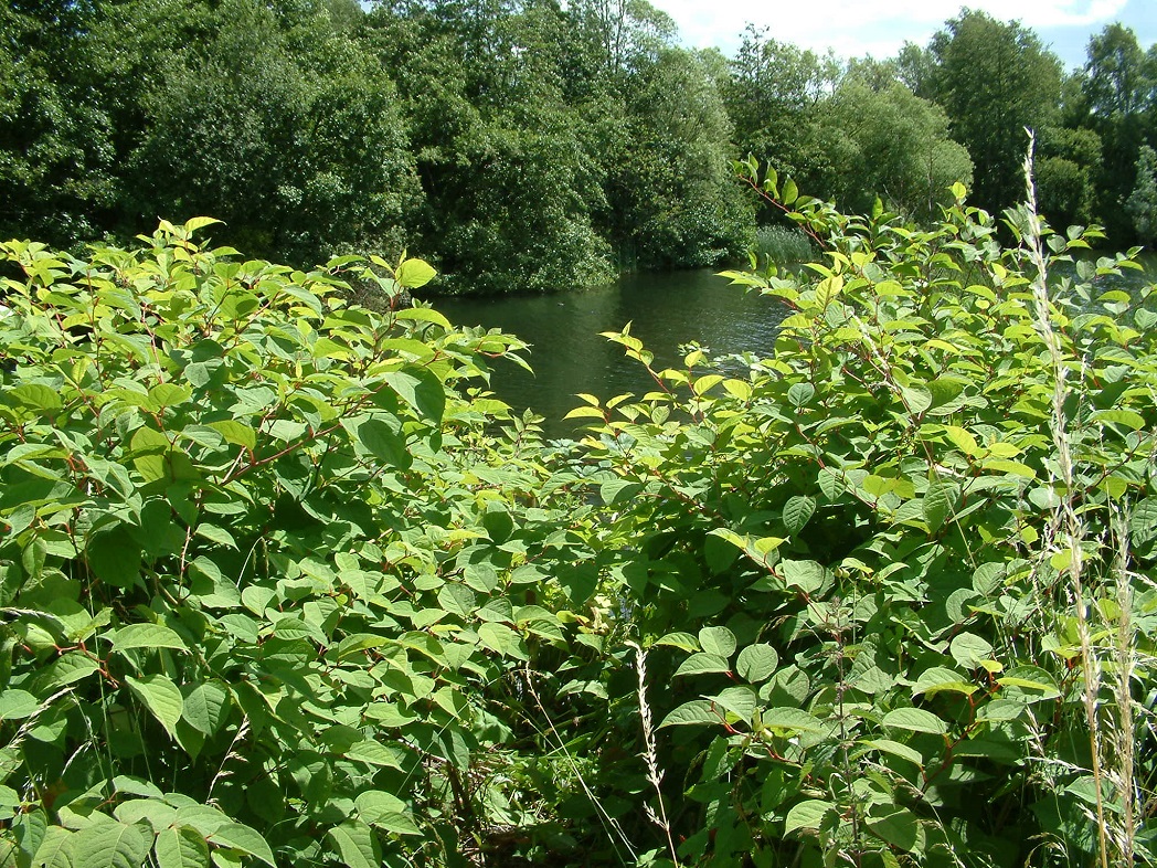 knotweed Invasive Weed Control Group shares decades of experience with new video