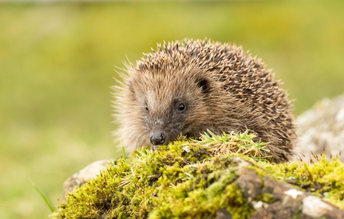 Government calls on housebuilders to protect British wildlife © Anney P protect british wildlife, developers,