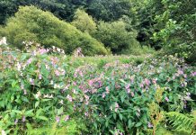 Invasive weeds set for flowering season Invasive weeds, Japanese Knotweed