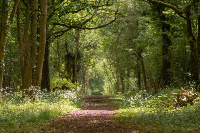 HS2: Ancient woodland clearance delayed until 2020 Ancient woodland, HS2,