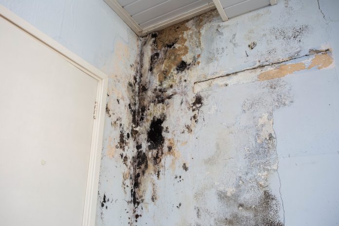 New blueprint to assist damp investigation in traditional buildings investigating damp,