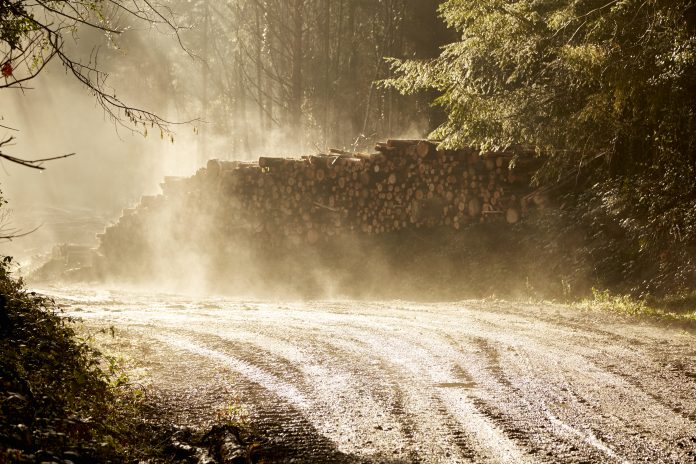 green building, Sustainable timber construction panel