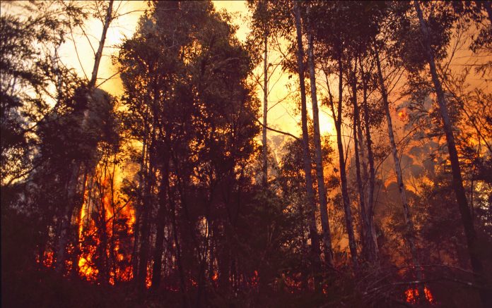 Common data environment, Bushfire Recovery,