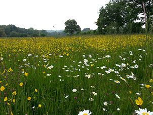 haymeadow_editedwhite langley mead, university of reading