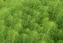 How to resolve horsetail on construction sites Horsetail, construction sites