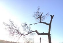 Winter is coming, is it time for a prune? tree maintenance, prune, tree,