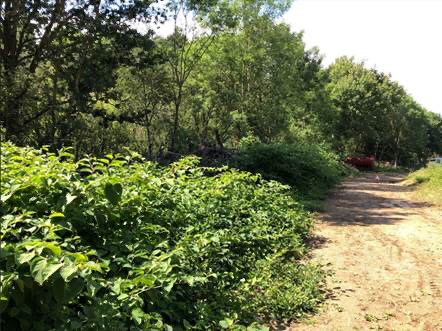 HS2 tackles biodiversity loss and reduces waste non native species uk, INNS, biodiversity,