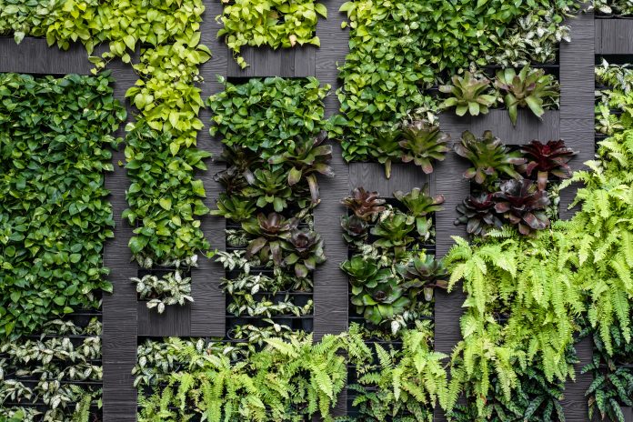 living wall firm