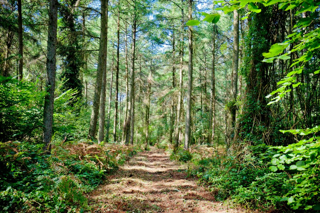 offset carbon footprint