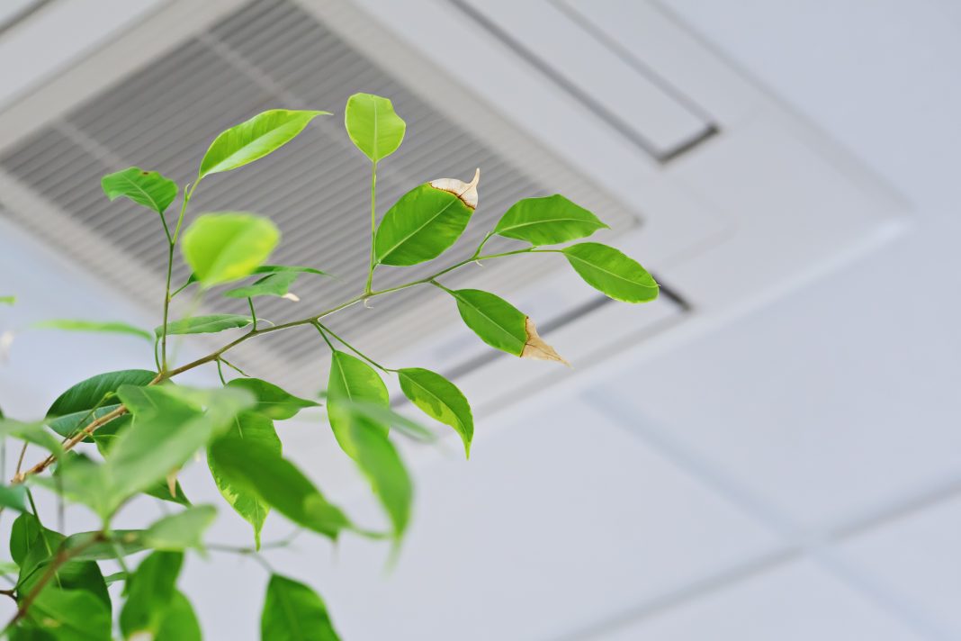 Indoor air quality can be improved by installing high quality ventilation technology, as well as more vegetation in the home