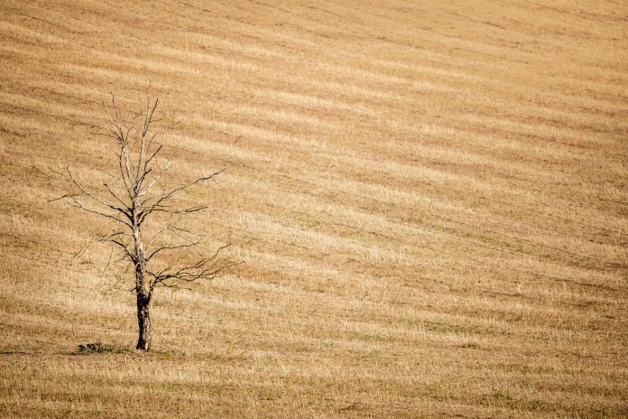 dreamstime_xxl_199895392 The Environmental Agency declared a drought this lunchtime across eight major regions of England after the driest summer for half a century