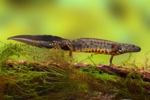 A great crested newt, which has been found in the Swarth Moor SSSI in record numbers