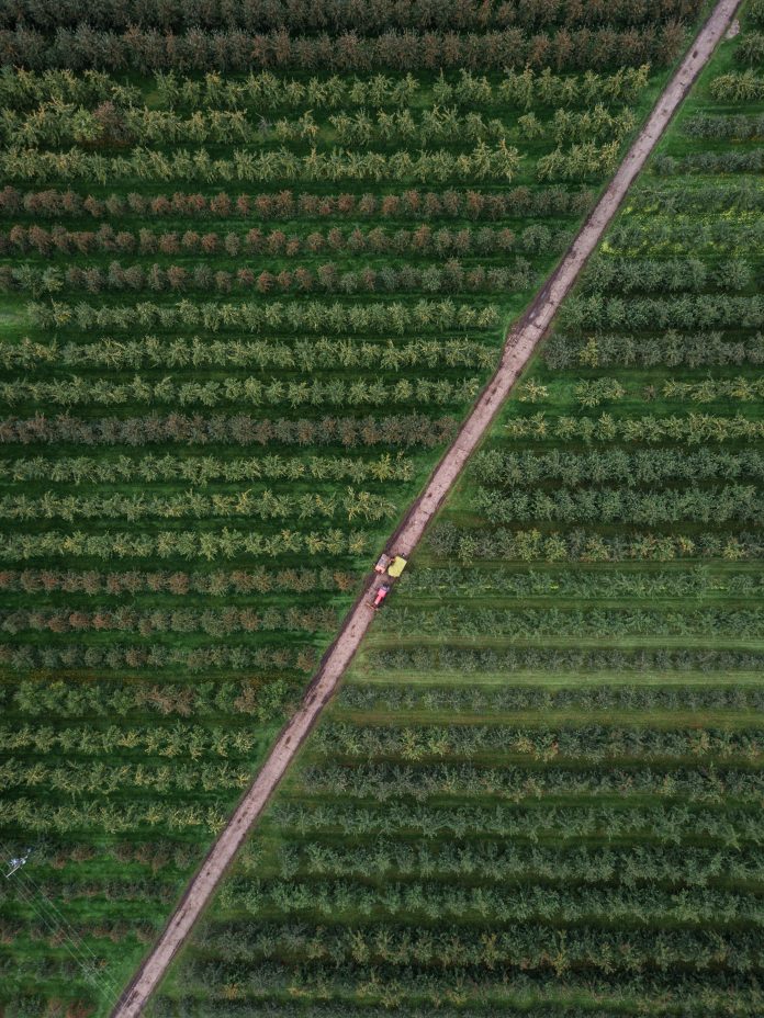 Birds eye view of orchard Drone shot of a tractor making its way through an orchard collecting fruit