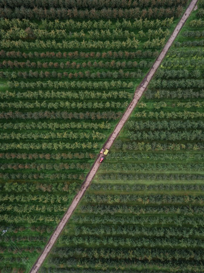 Drone shot of a tractor making its way through an orchard collecting fruit