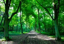 How Willmott Dixon Interiors is creating greener community spaces green woodland area