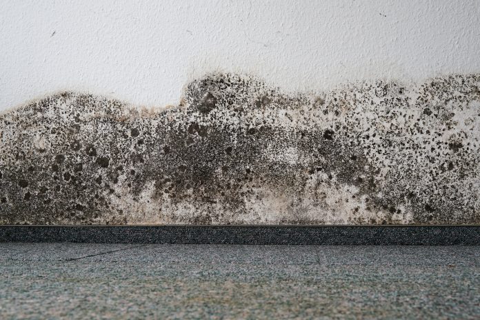 Gove issues update on damp and mould in social housing damp and mould in social housing