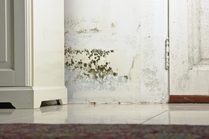 In this article, Sarah Davis, senior policy and practice officer at the Chartered Institute of Housing (CIH), explores damp and mould in social housing and how the sector can improve standards for tenants