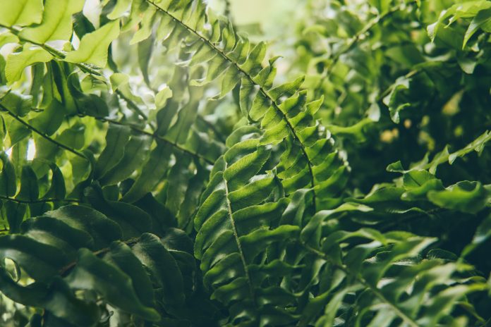 green plants - biophilic design
