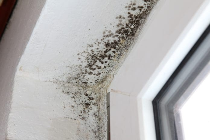Condensation and mould in homes: A matter of compliance Mold in a corner beside a window