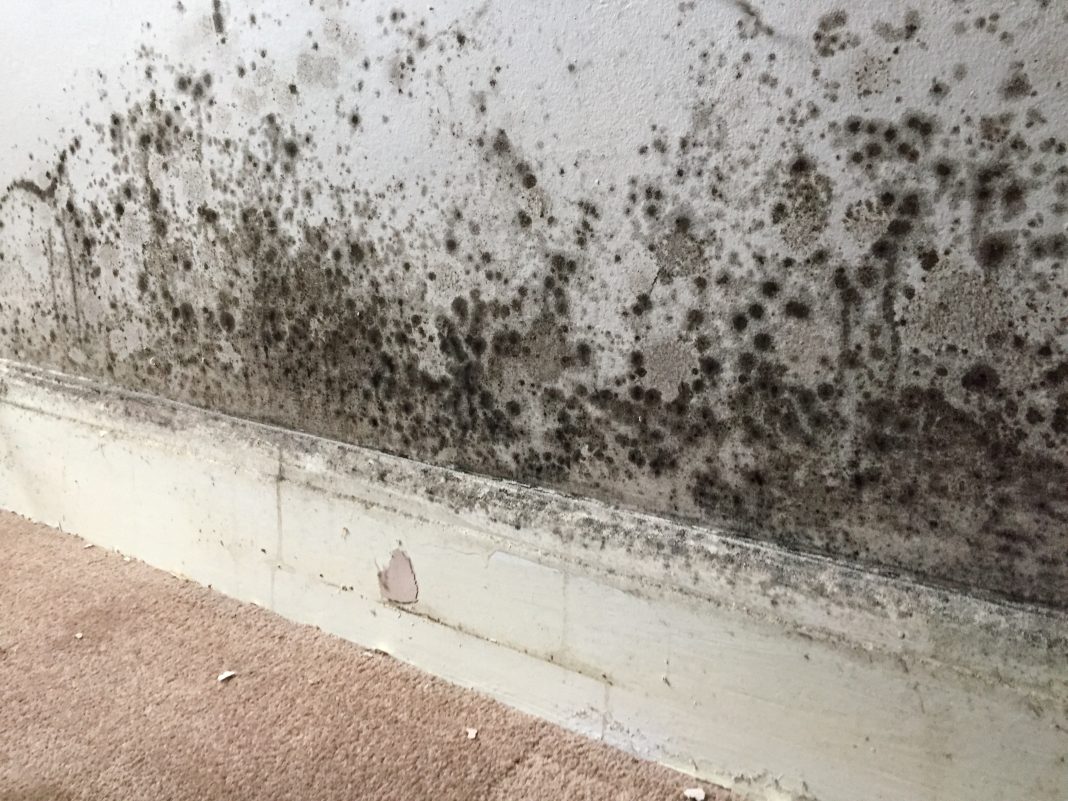 Mould damp wall