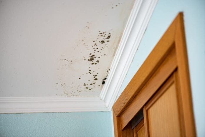 63% of those who've experienced mould were tenants in privately rented, local authority, housing association, or student accommodation, according to Uswitch Energy's Mouldy Nation Report.