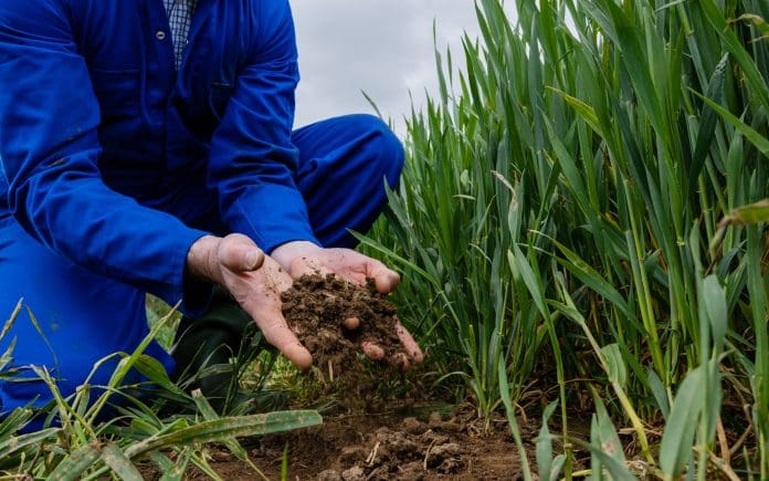 An unrecognisable farmer crouching down in an agricultural wheat field at his sustainable farm in Embleton, North East England. He has soil in his hands and is assessing the quality of the soil that the wheat crop is growing out of to demonstrate biodiversity net gain.