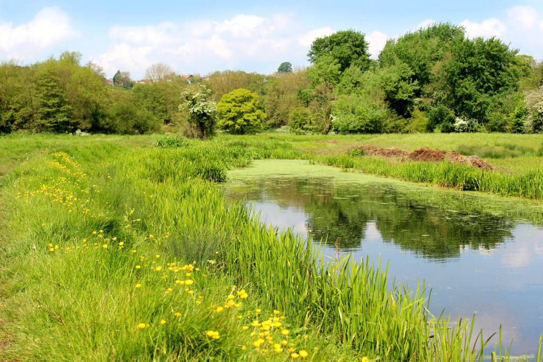 Photo showing a tranquil English countryside scene, with a still pond reflecting the blue sky and clouds, next to a green field / wildflower meadow filled with dandelions, daisies and buttercups. Of interest, this pond is actually a short abandoned stretch of old canal and over the years, it has been colonised by native flora and fauna. Represents biodiversity net gain