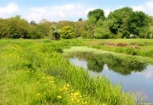 What does biodiversity net gain actually mean for planners? Photo showing a tranquil English countryside scene, with a still pond reflecting the blue sky and clouds, next to a green field / wildflower meadow filled with dandelions, daisies and buttercups. Of interest, this pond is actually a short abandoned stretch of old canal and over the years, it has been colonised by native flora and fauna. Represents biodiversity net gain