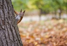 Vast majority of projects side-step Biodiversity Net Gain (BNG) Biodiversity Net Gain laws aim to enhance the natural environment around the built environment