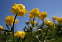 Closing the “training gap” on biodiversity net gain