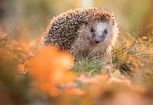 Concerns raised about animal welfare in Planning and Infrastructure Bill The Animal Sentience Committee has responded to upcoming planning policy changes, including those of the Planning and Infrastructure Bill