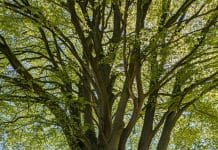 Building with sunshine: why building with timber is the smartest energy decision High-performance, energy efficient and carbon capturing in it's creation- there are a myriad of reasons why we should be building with timber, as Lamella explains.