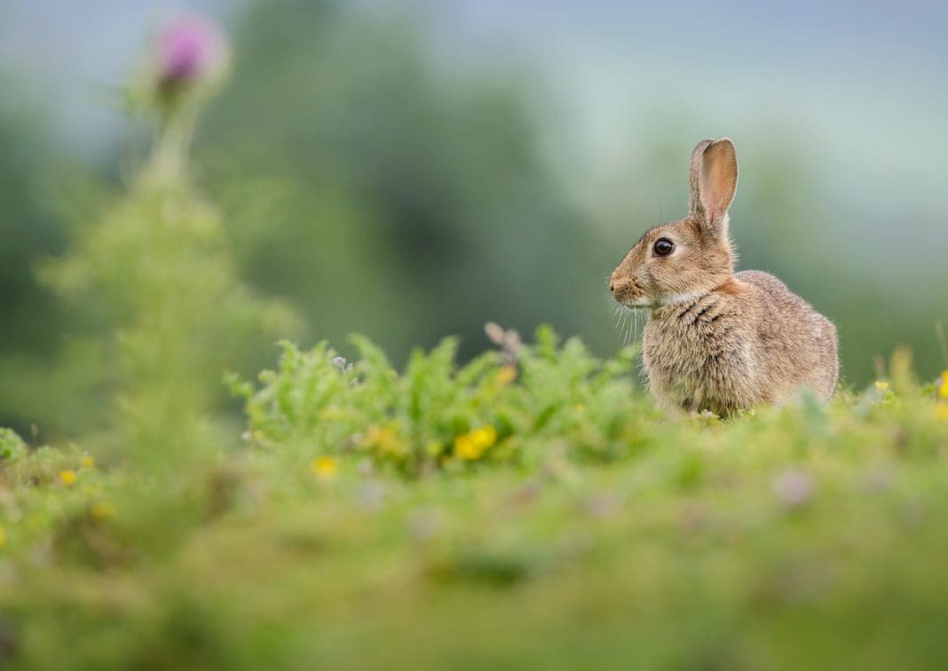 Rabbit in summer meadow Rabbit in a summer meadowisolated on a background of the Yorkshire Dales, representing environmental reforms in the Planning & Infrastructure Bill