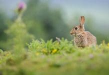 Government retreats on environmental reforms in Planning & Infrastructure Bill Rabbit in a summer meadowisolated on a background of the Yorkshire Dales, representing environmental reforms in the Planning & Infrastructure Bill