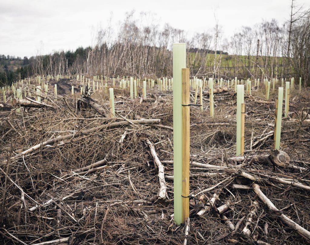 Replantation of trees at a recently felled forestry site.