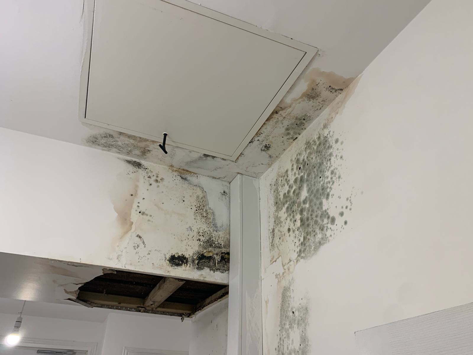 Black mould is just one major issue that the SHED aims to remedy