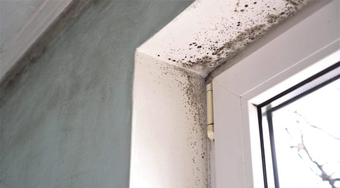 Mold growth. Mould spores thrive on moisture. Mold spores can quickly grow into colonies when exposed to water Awaab’s Law is more than a compliance requirement but an opportunity to provide healthier homes and sector-wide improvement, writes Joe Lloyd-Allen