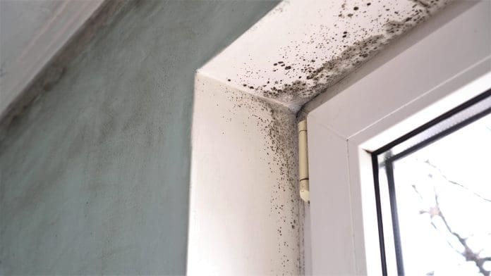 Mold growth. Mould spores thrive on moisture. Mold spores can quickly grow into colonies when exposed to water Awaab’s Law is more than a compliance requirement but an opportunity to provide healthier homes and sector-wide improvement, writes Joe Lloyd-Allen