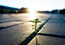 Will green shoots curb construction insolvencies in 2027? Small plant growing on brick floor