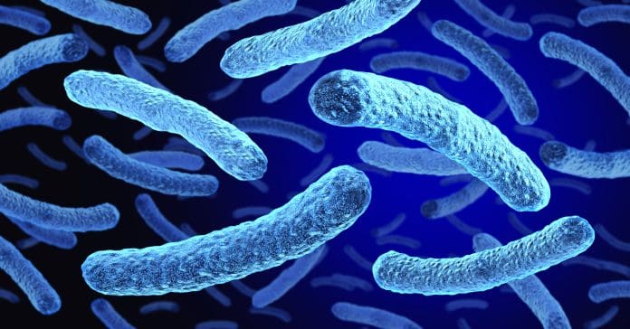 Legionella Bacteria Legionella Bacteria