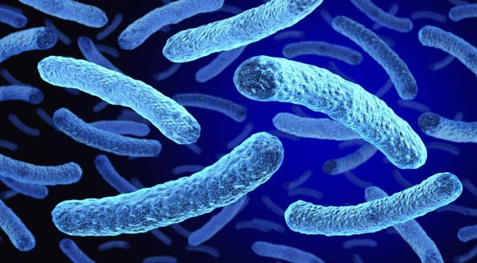 Legionella Bacteria
