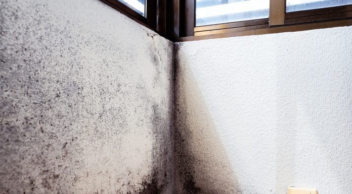 Evidence-based survey findings for damp and mould