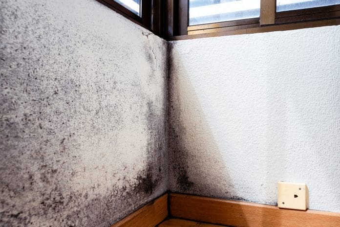 Moisture damage and mold in residential room corner Evidence-based survey findings for damp and mould